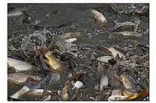  水產養殖水體的溶氧量如何提高